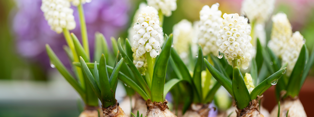 Bollen op pot kopen bij tuincentrum de Bosrank!