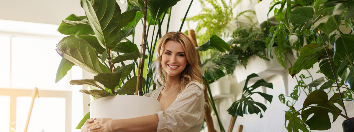 Grote kamerplanten kopen bij de Bosrank! Grote kamerplanten kopen bij de Bosrank!