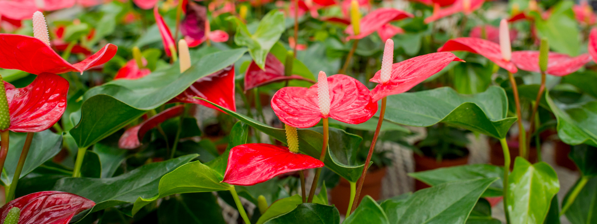 Bloeiende kamerplanten shop je bij de Bosrank!