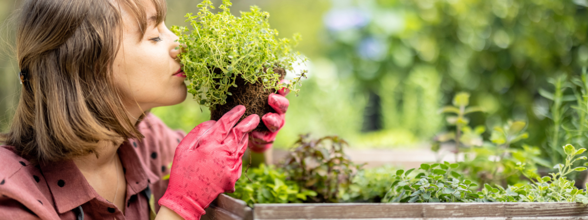 Kruiden | Tuincentrum de Bosrank