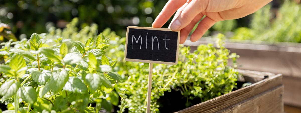 Kruiden | Tuincentrum de Bosrank