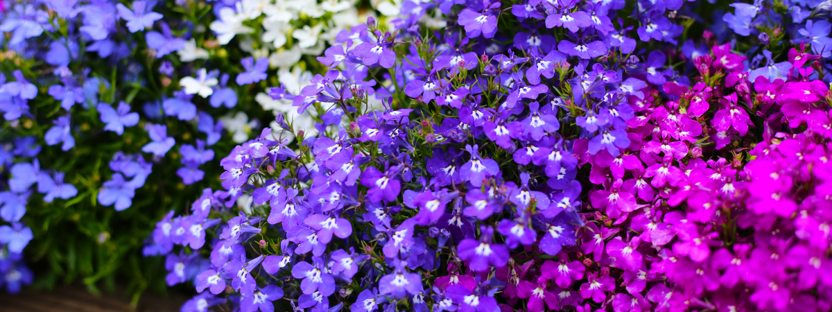 Eénjarige zomerbloeiers | Tuincentrum de Bosrank