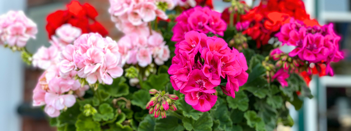 Eénjarige zomerbloeiers | Tuincentrum de Bosrank