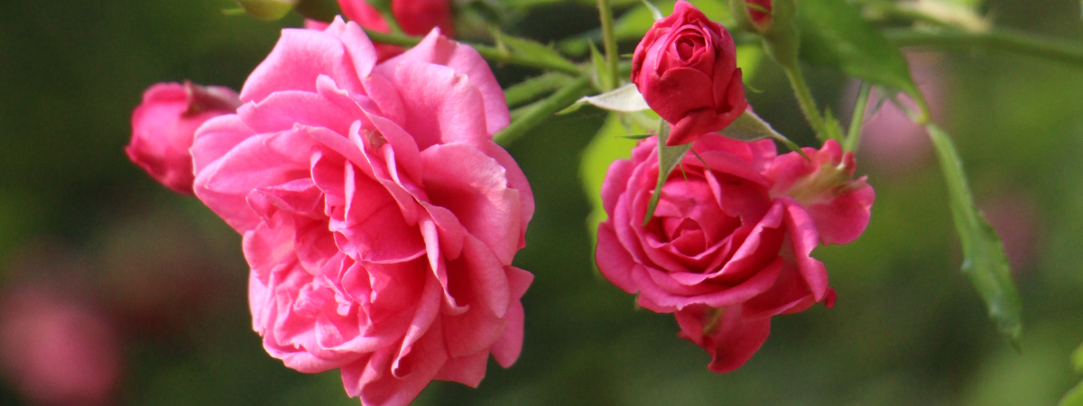 Rozen | Tuincentrum de Bosrank