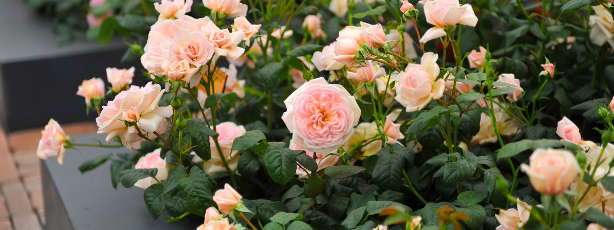 Rozen | Tuincentrum de Bosrank