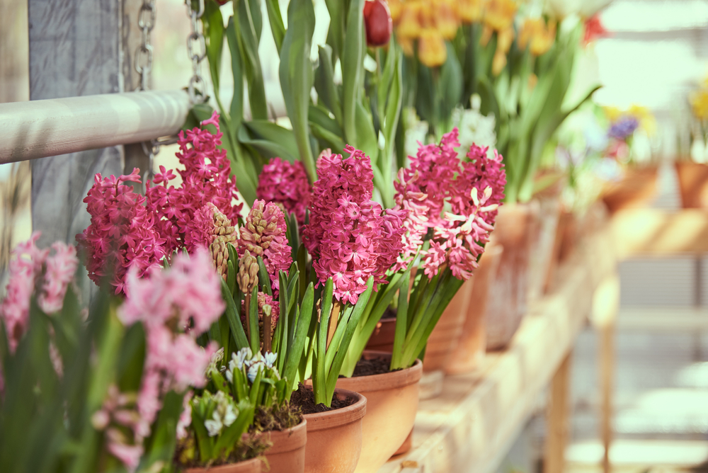 Voorjaarsbloeiende bloembollen | Tuincentrum de Bosrank in Haaften