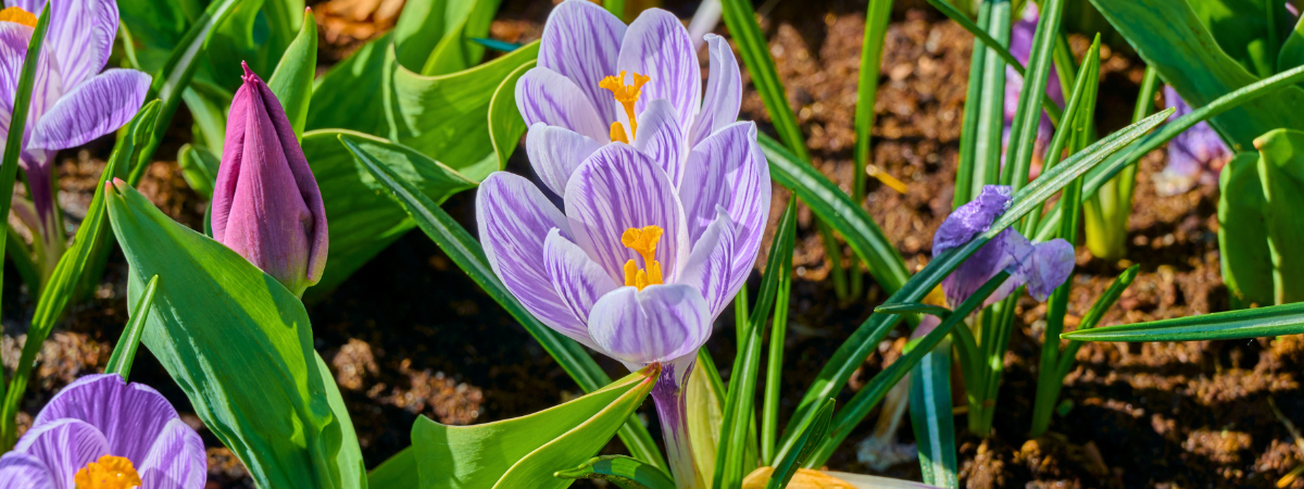 Voorjaarsbollen kopen | Tuincentrum de Bosrank in Haaften Voorjaarsbollen kopen | Tuincentrum de Bosrank in Haaften