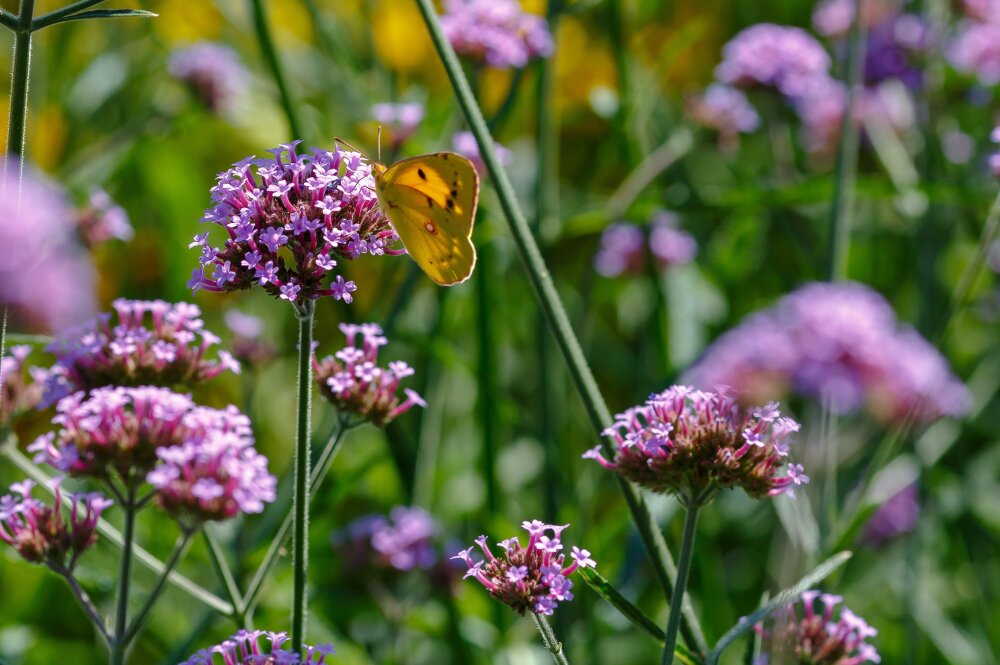 De tuin vol leven