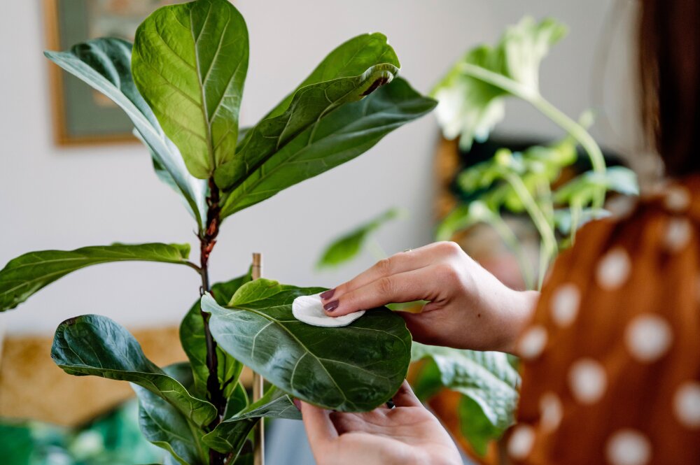 Groene zomer in huis