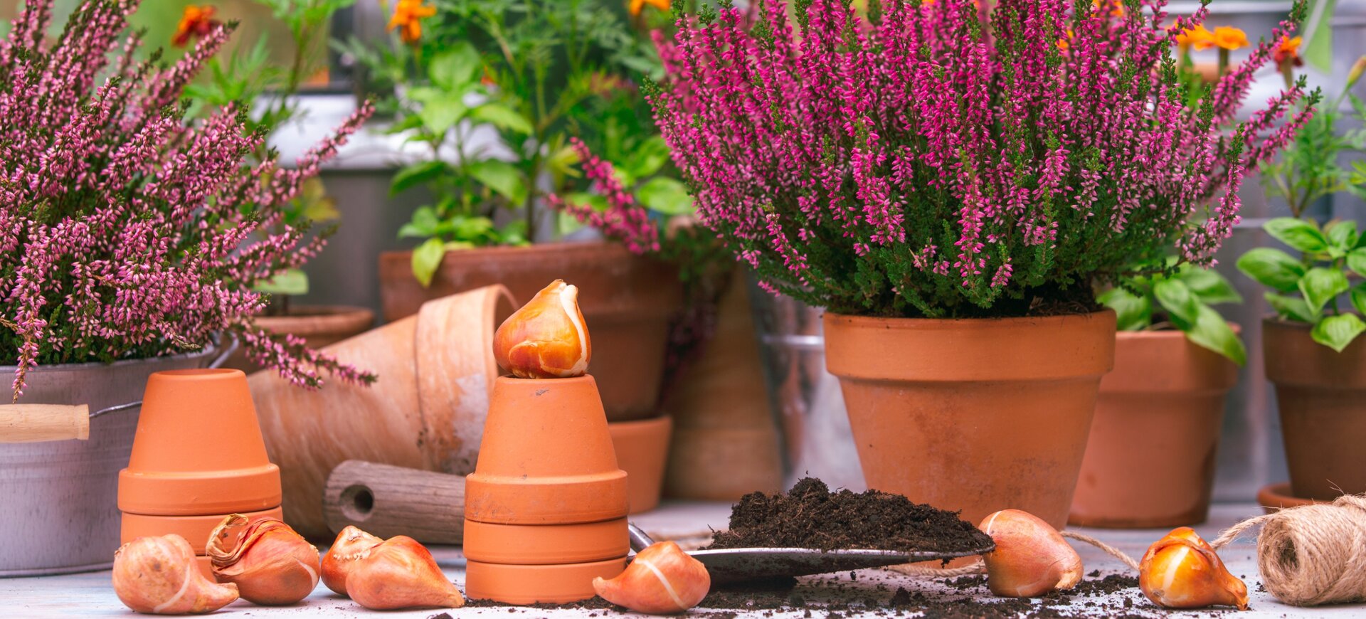 Tuincentrum de Bosrank