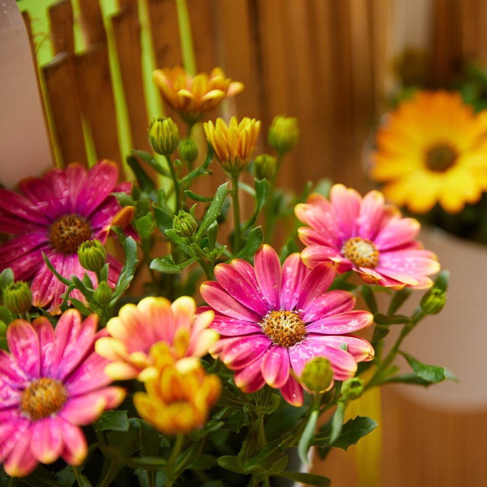Lentetuin = zomerbloei!