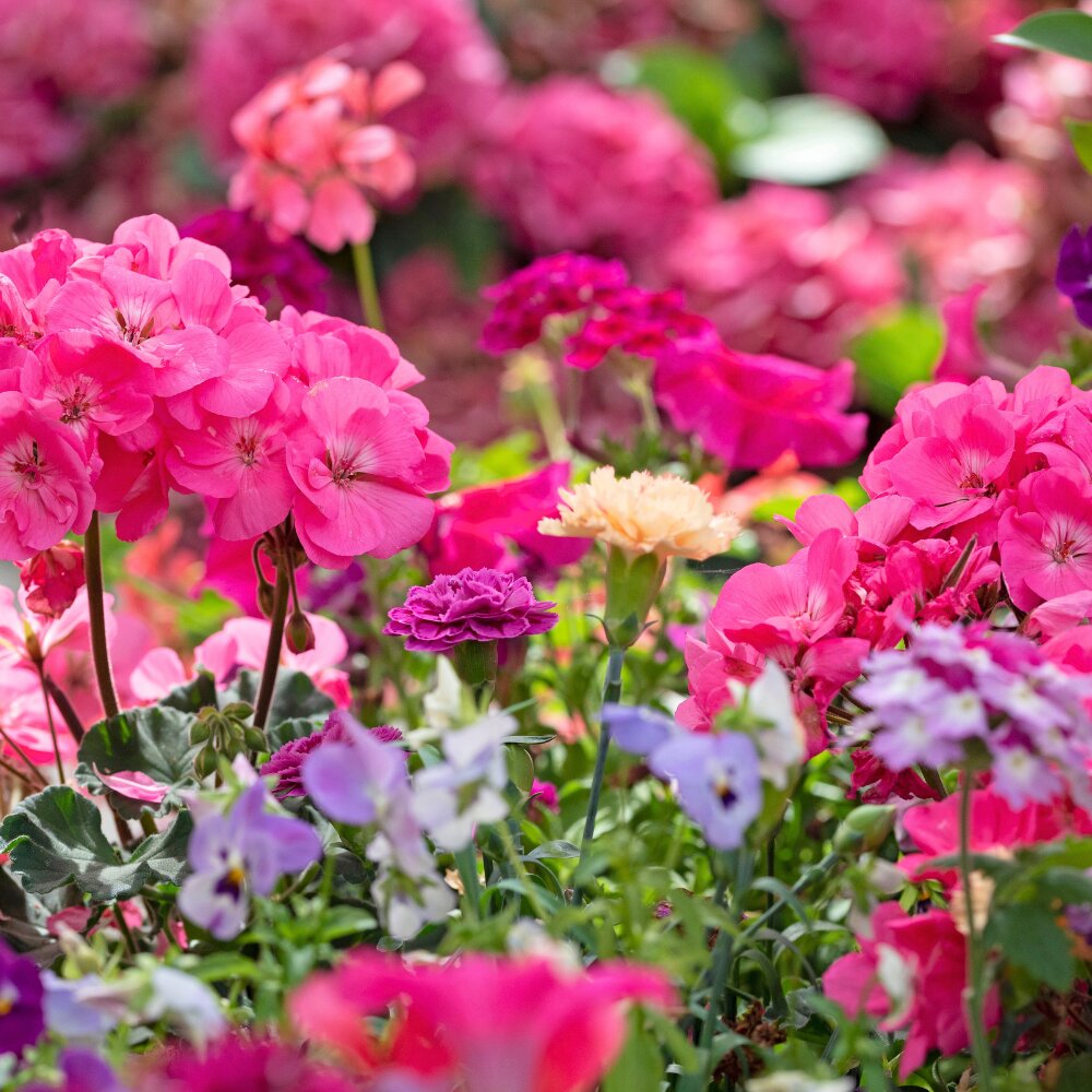 Lentetuin = zomerbloei!