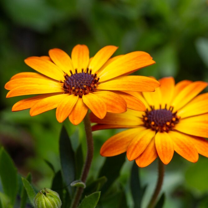 Lentetuin = zomerbloei!
