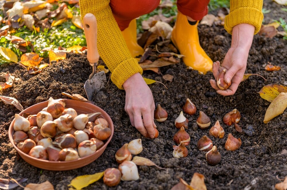 Nu planten = straks genieten