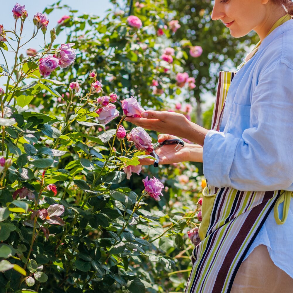 Zomertuin = tuingroen!