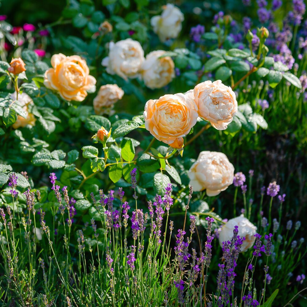 Zomertuin = tuingroen!