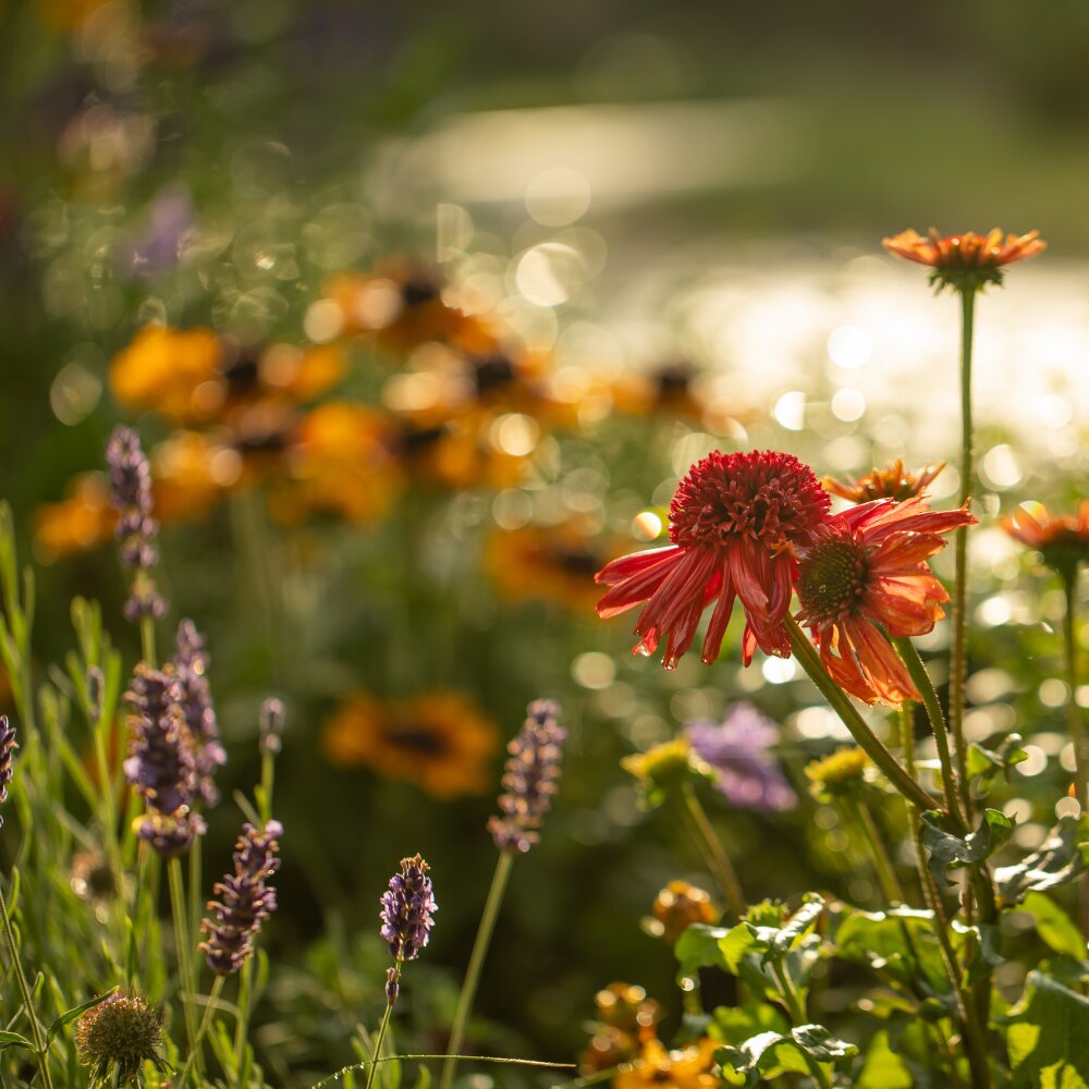 Zomertuin uitgebloeid?
