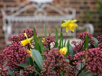 Huis- en tuintips voor januari