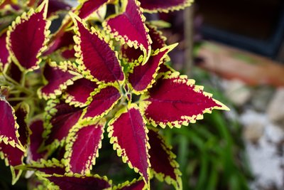Top 10 kamerplanten met gekleurde bladeren