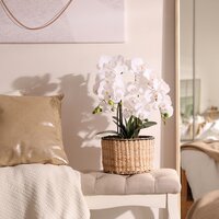 Bloeiende kamerplanten