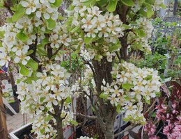 Bomen, heesters en coniferen