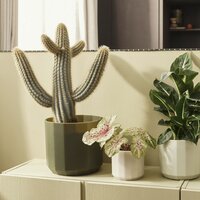 Cactussen en vetplanten