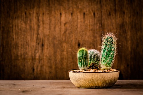 Cactussen en vetplanten