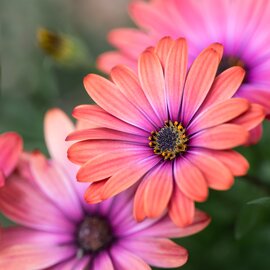 Eénjarige zomerbloeiers | Tuincentrum de Bosrank