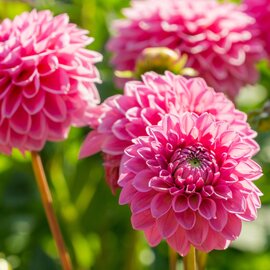 Zomerbollen | Tuincentrum de Bosrank